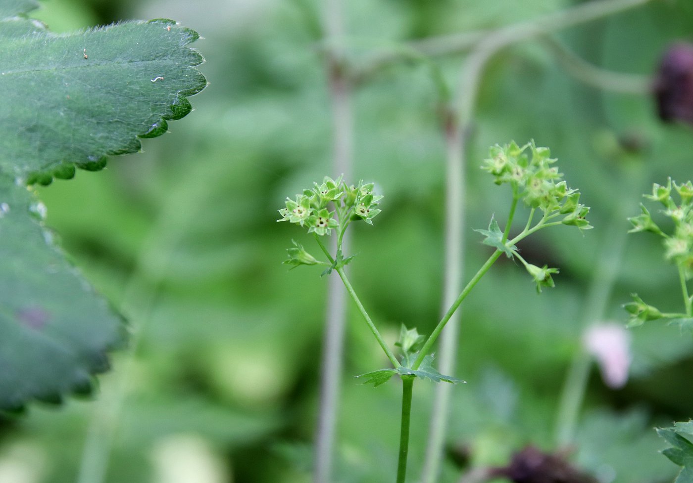 Изображение особи Alchemilla lindbergiana.