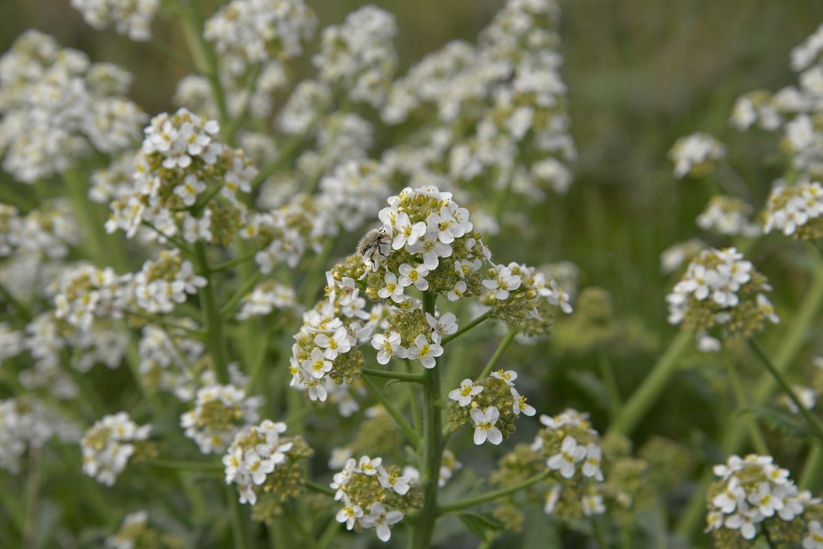 Image of Crambe kotschyana specimen.