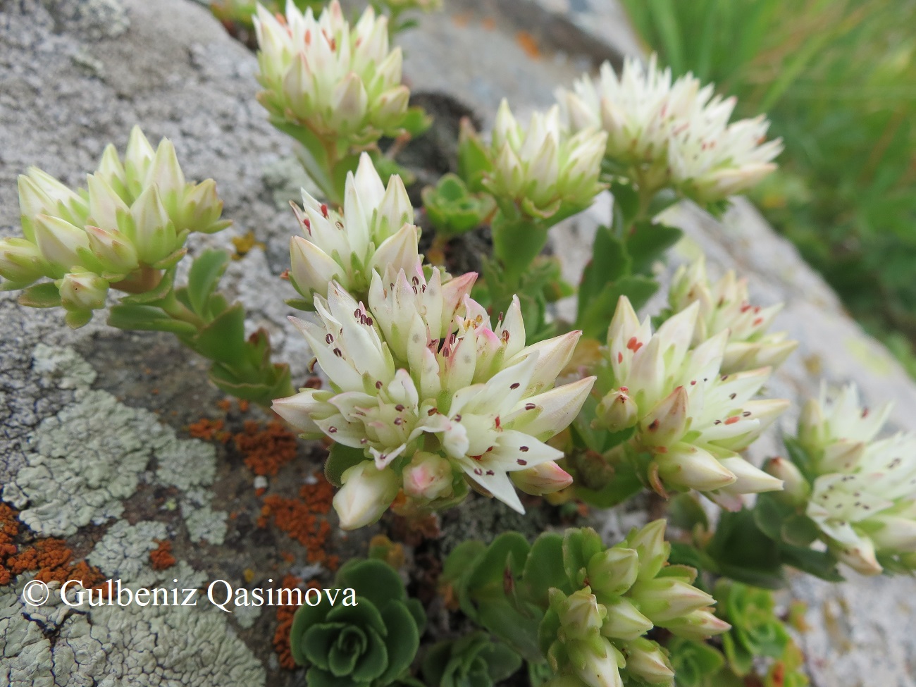 Image of Sedum oppositifolium specimen.