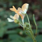 Impatiens parviflora