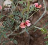 Indigofera heterotricha