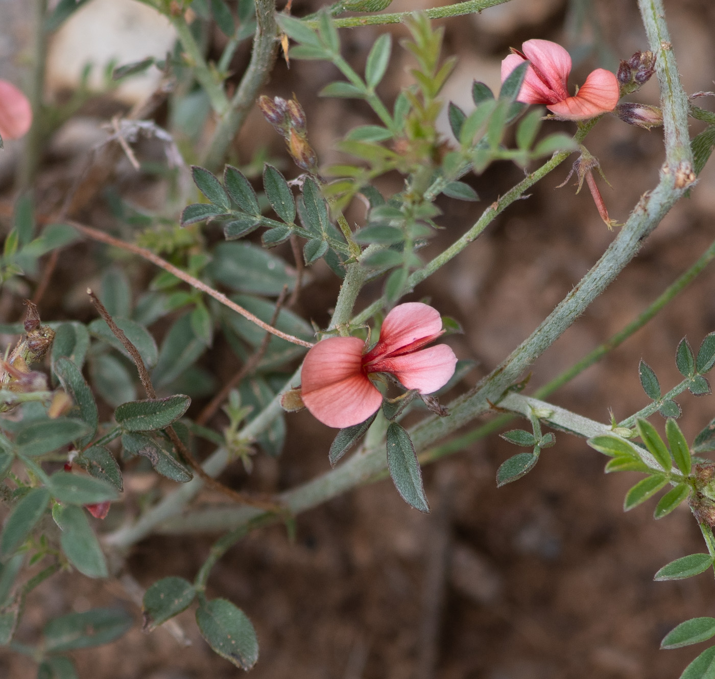 Изображение особи Indigofera heterotricha.