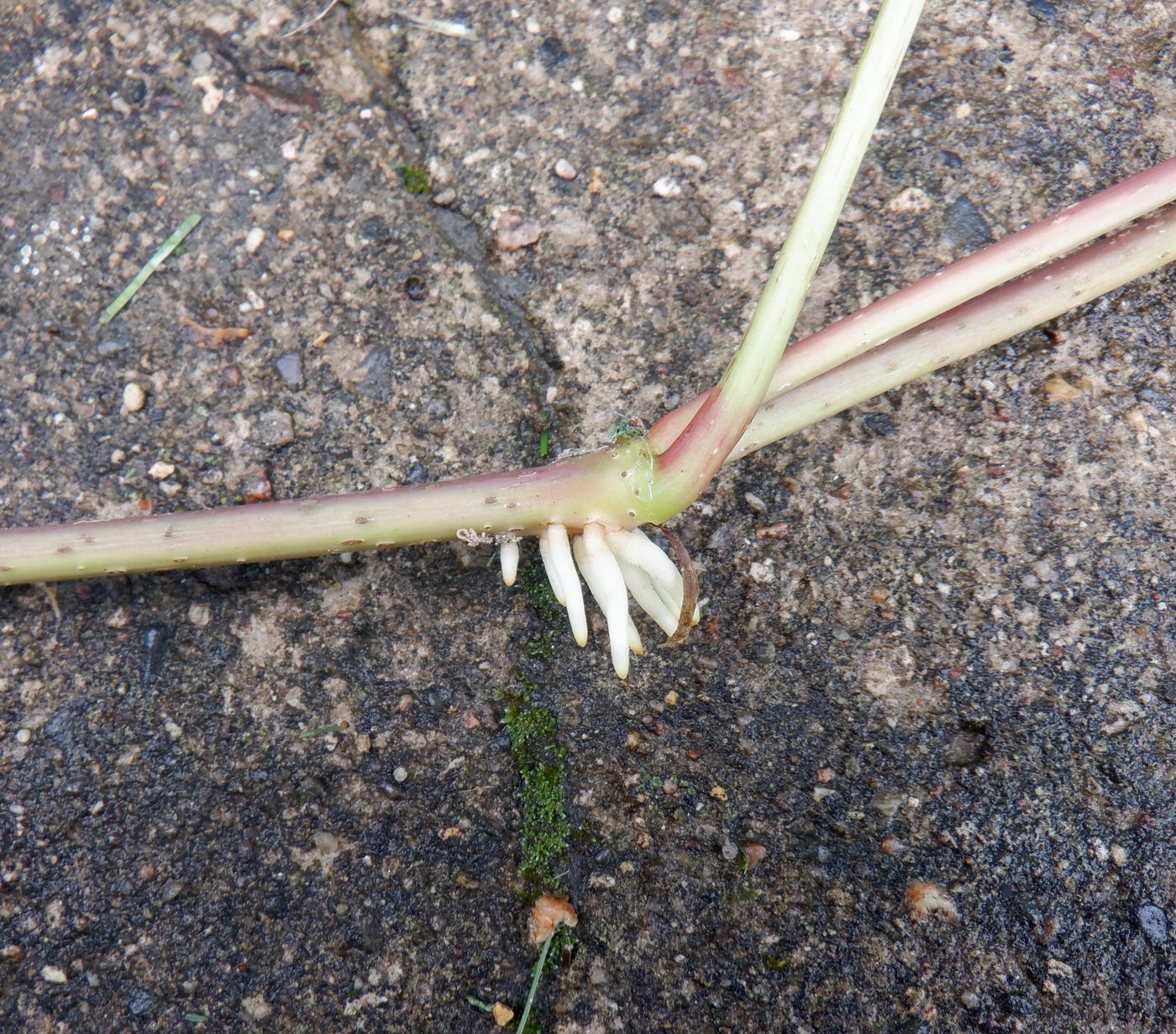 Изображение особи Parthenocissus inserta.
