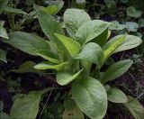 Digitalis purpurea