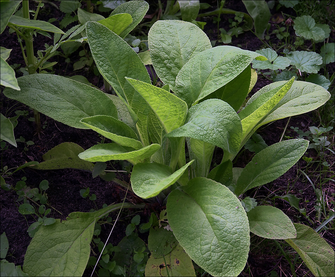 Изображение особи Digitalis purpurea.