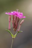 Silene compacta