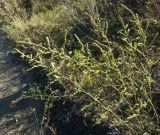 Atriplex patens