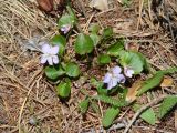 Viola rupestris. Цветущее растение. Иркутская обл., Иркутский р-н, окр. пос. Листвянка, склон сопки, хвойный лес. 07.05.2020.