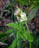 Cirsium oleraceum. Верхушка побега с соцветием. Смоленская обл., Демидовский р-н, национальный парк \"Смоленское Поозерье\", побережье оз. Сапшо, влажный участок на опушке смешанного леса. 15.08.2020.