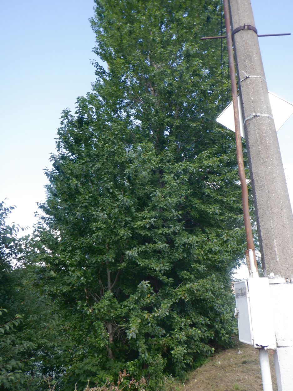 Image of Populus &times; berolinensis specimen.