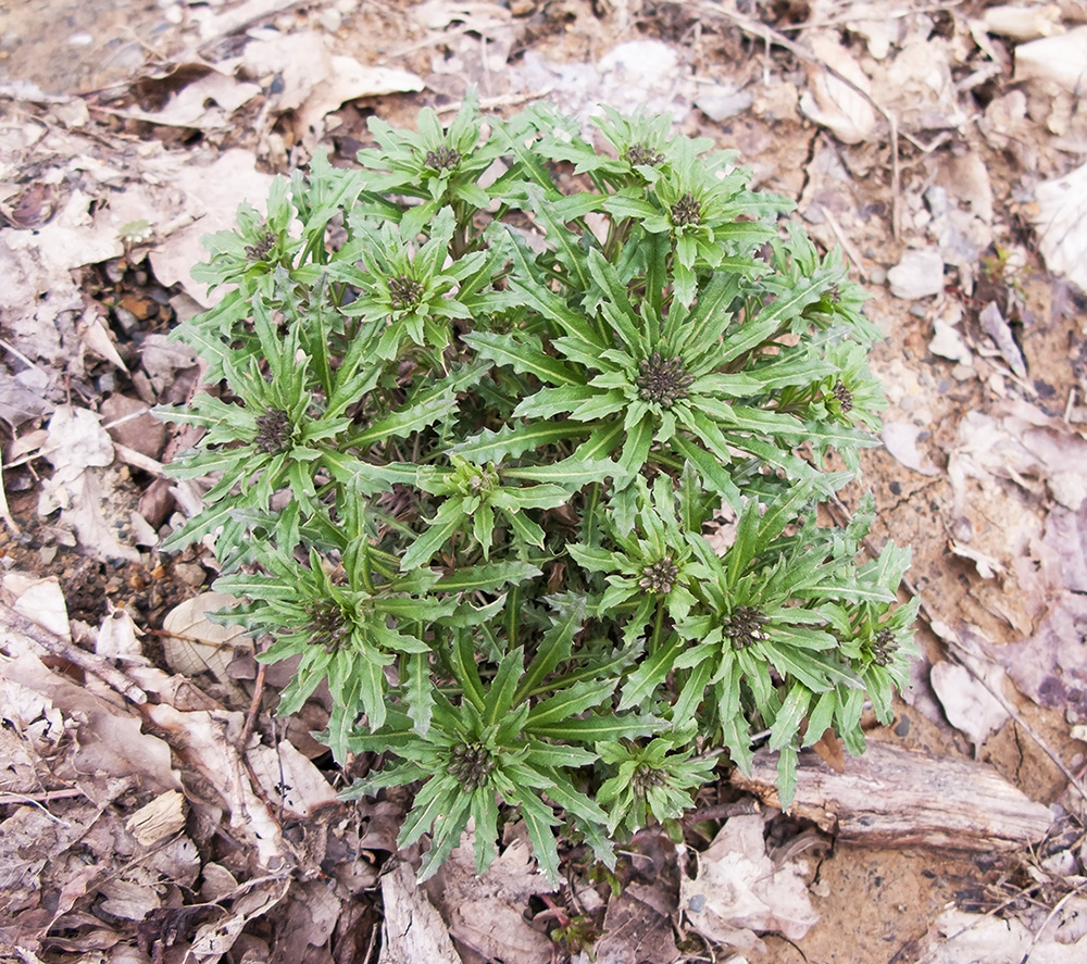 Изображение особи Erysimum callicarpum.