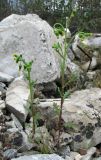 Senecio vulgaris