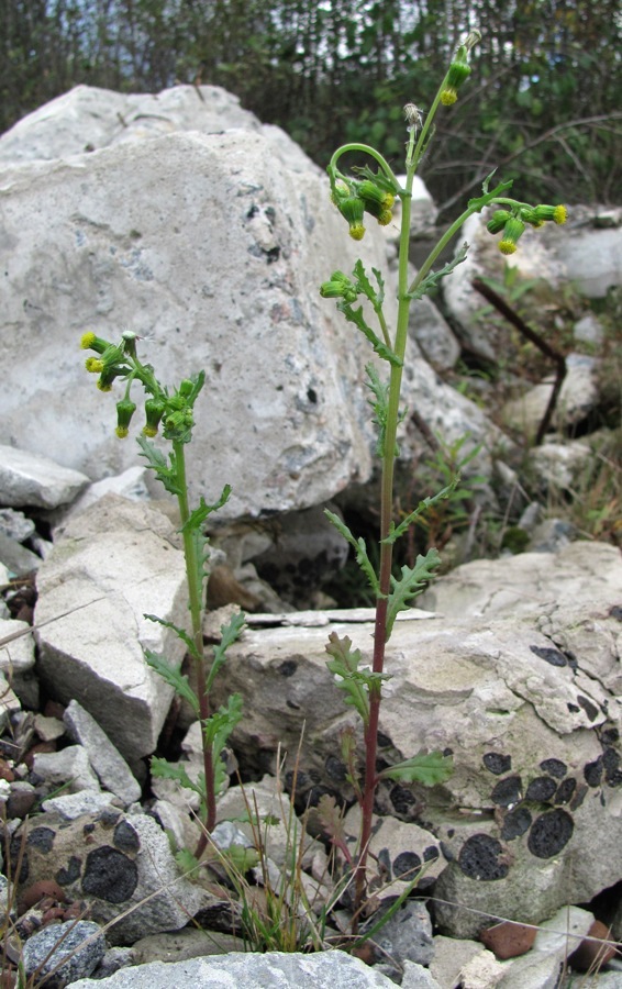 Изображение особи Senecio vulgaris.