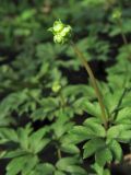 Adoxa moschatellina. Расцветающее растение. Нидерланды, провинция Drenthe, окр. г. Roden, широколиственный лес Elzenbroek. 2 апреля 2011 г.