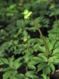 Adoxa moschatellina