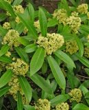 Skimmia japonica. Часть кроны цветущего растения. Чехия, г. Прага, ботсад в Трое, в культуре. 22.04.2008.