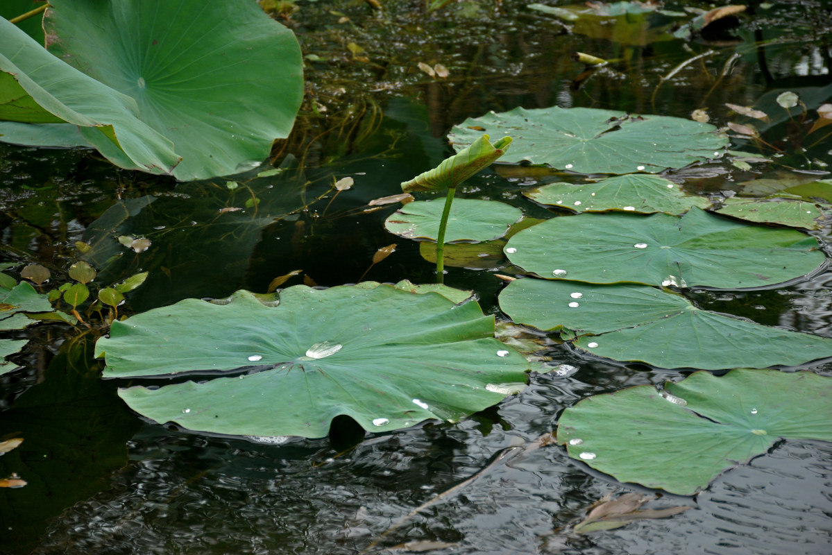 Изображение особи Nelumbo caspica.