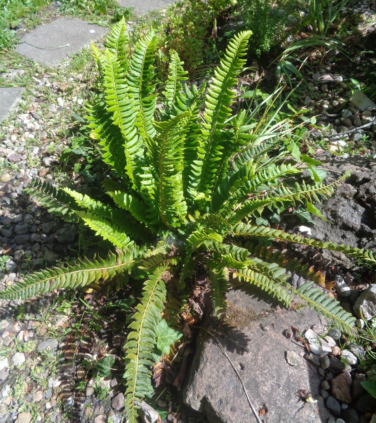 Image of Polystichum lonchitis specimen.