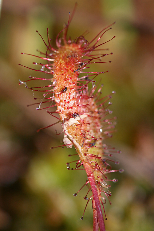 Изображение особи Drosera anglica.