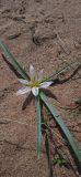 Merendera robusta