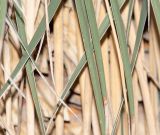 Yucca elata