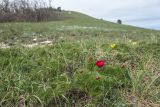 Paeonia tenuifolia