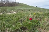 Paeonia tenuifolia. Цветущие растения. Краснодарский край, м/о г. Новороссийск, хр. Маркотх, южный склон горы Квашин Бугор, горная степь. 02.05.2021.