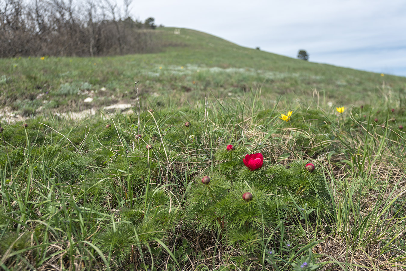 Изображение особи Paeonia tenuifolia.