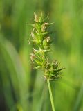 Carex spicata