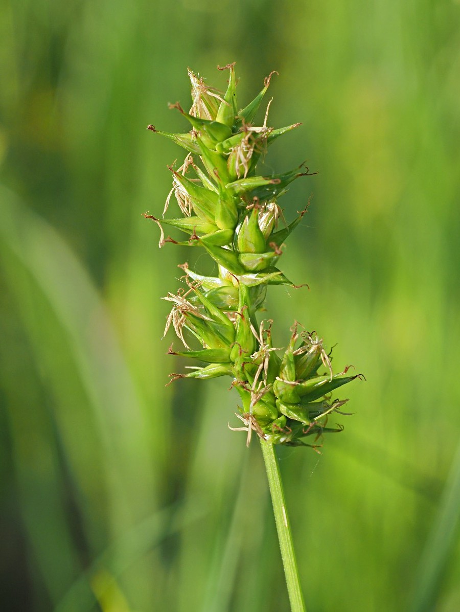 Image of Carex spicata specimen.