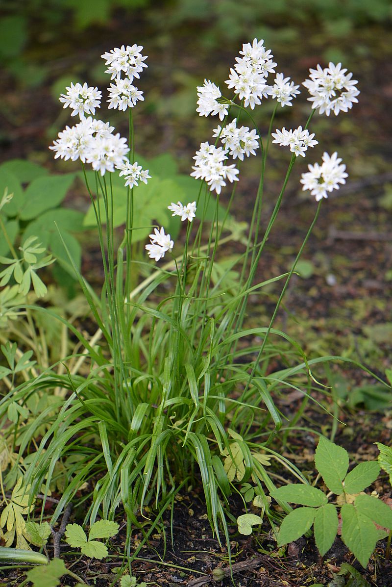 Image of Allium zebdanense specimen.