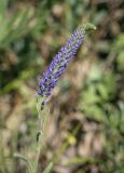 Veronica spicata ssp. bashkiriensis