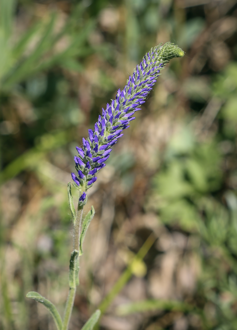 Изображение особи Veronica spicata ssp. bashkiriensis.