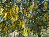 Acacia cretata. Побеги с соцветиями. Австралия, г. Брисбен, ботанический сад. 27.06.2021.