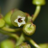 Cavendishia martii