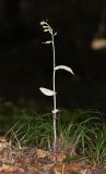 Epipactis persica