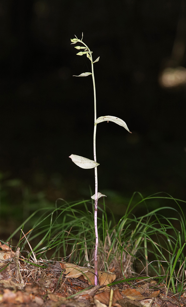 Image of Epipactis persica specimen.