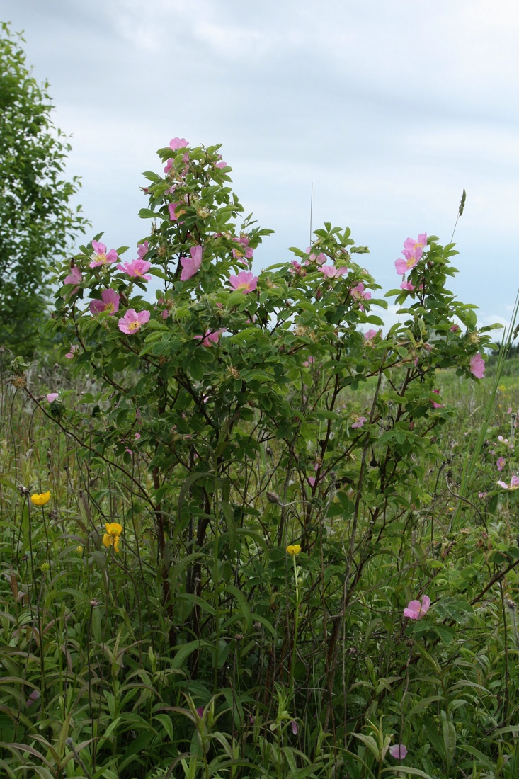 Image of genus Rosa specimen.