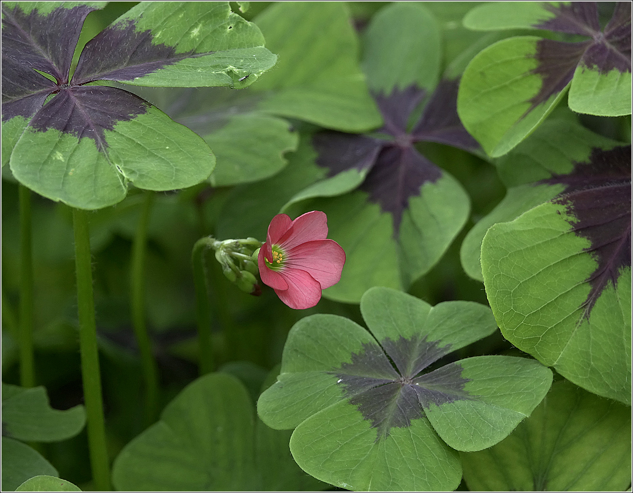 Изображение особи Oxalis tetraphylla.