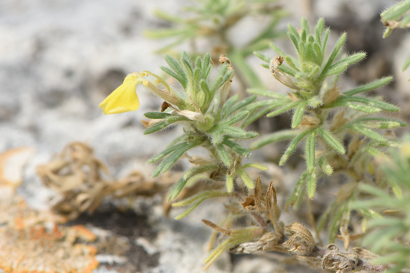 Image of Ajuga chia specimen.