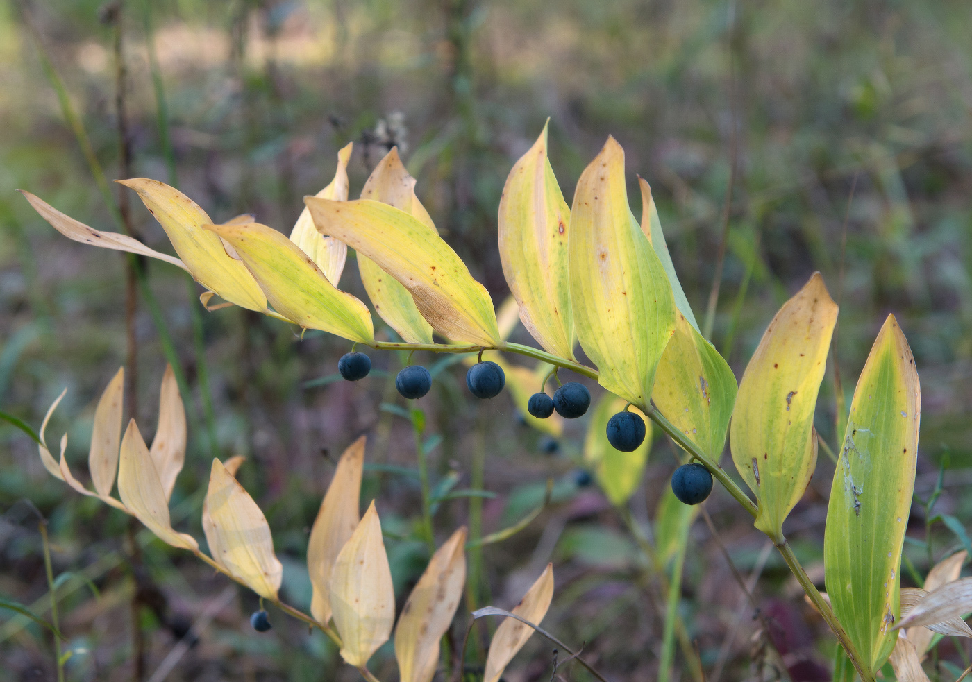 Изображение особи Polygonatum odoratum.