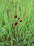 Luzula multiflora