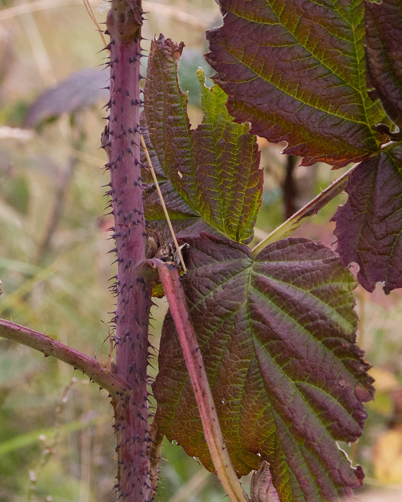 Image of Rubus idaeus specimen.