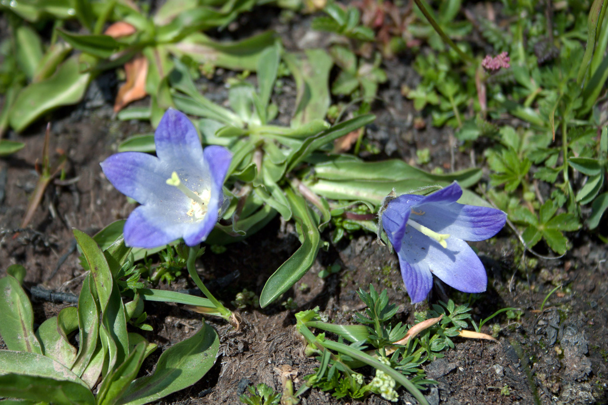 Изображение особи род Campanula.