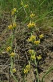 Ephedra distachya