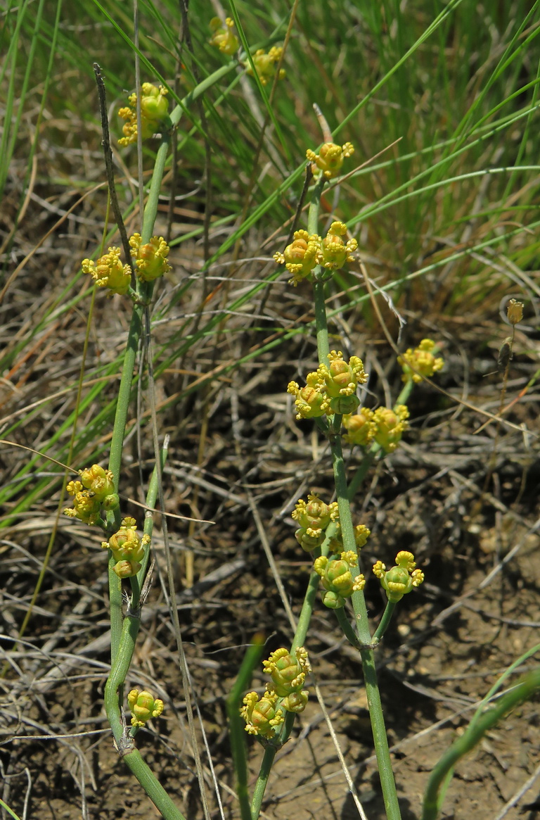 Image of Ephedra distachya specimen.