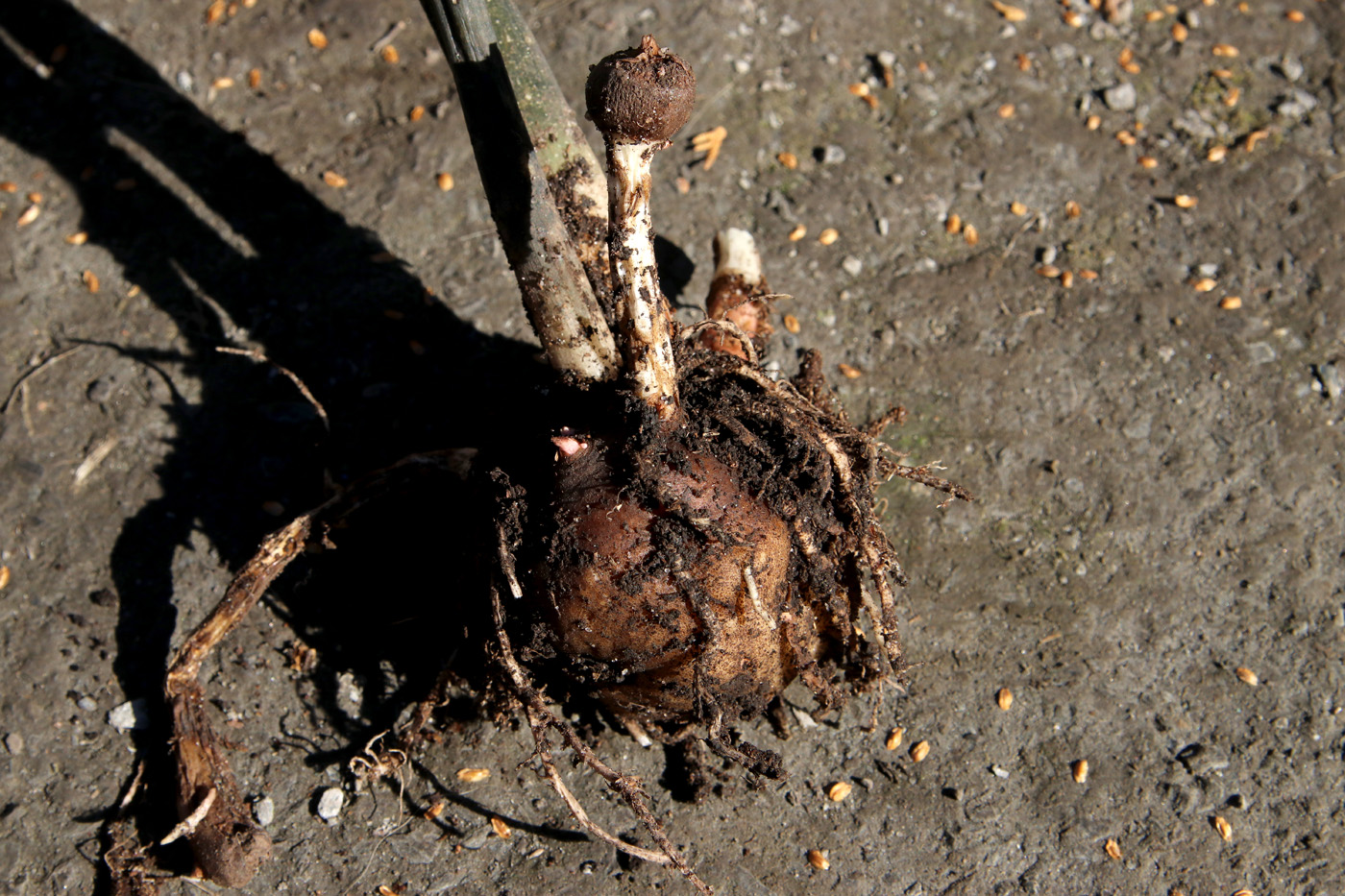 Изображение особи Amorphophallus konjac.