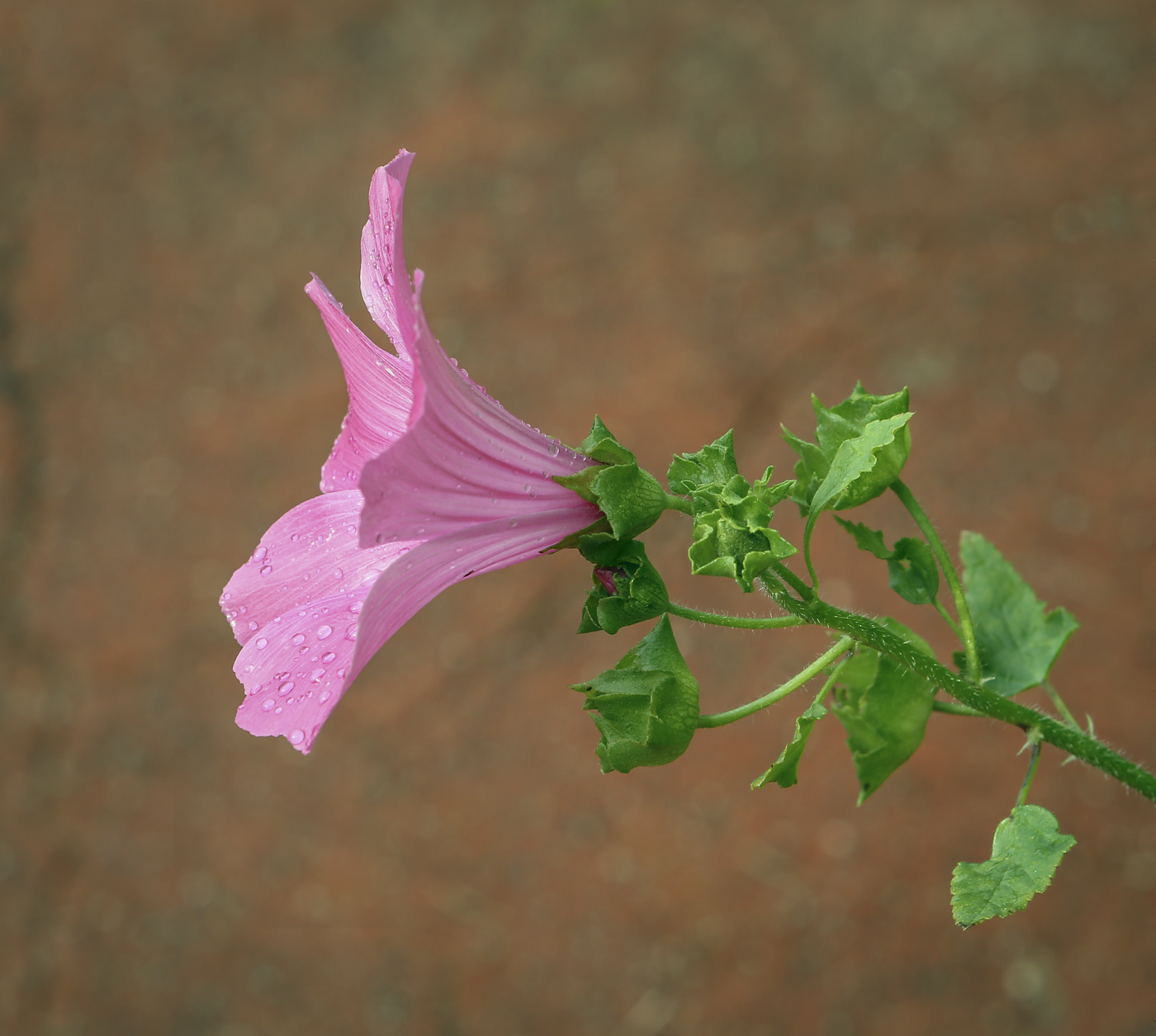 Image of Malva trimestris specimen.