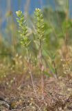 Alyssum variety desertorum