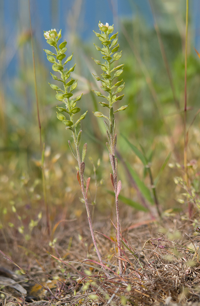 Изображение особи Alyssum turkestanicum var. desertorum.